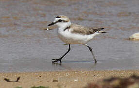 Kentish Plover