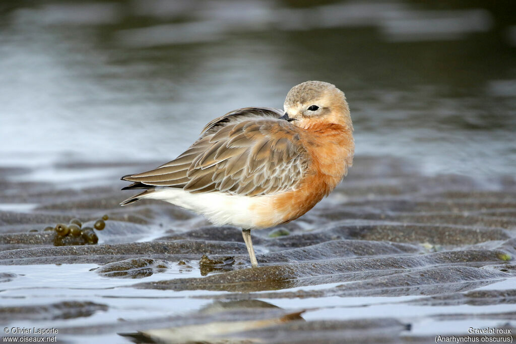 New Zealand Plover