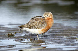 New Zealand Plover