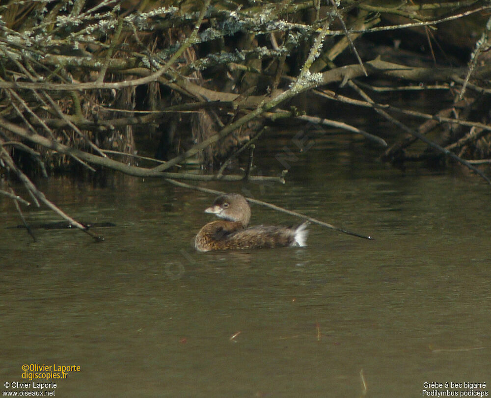 Pied-billed Grebe