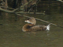 Pied-billed Grebe