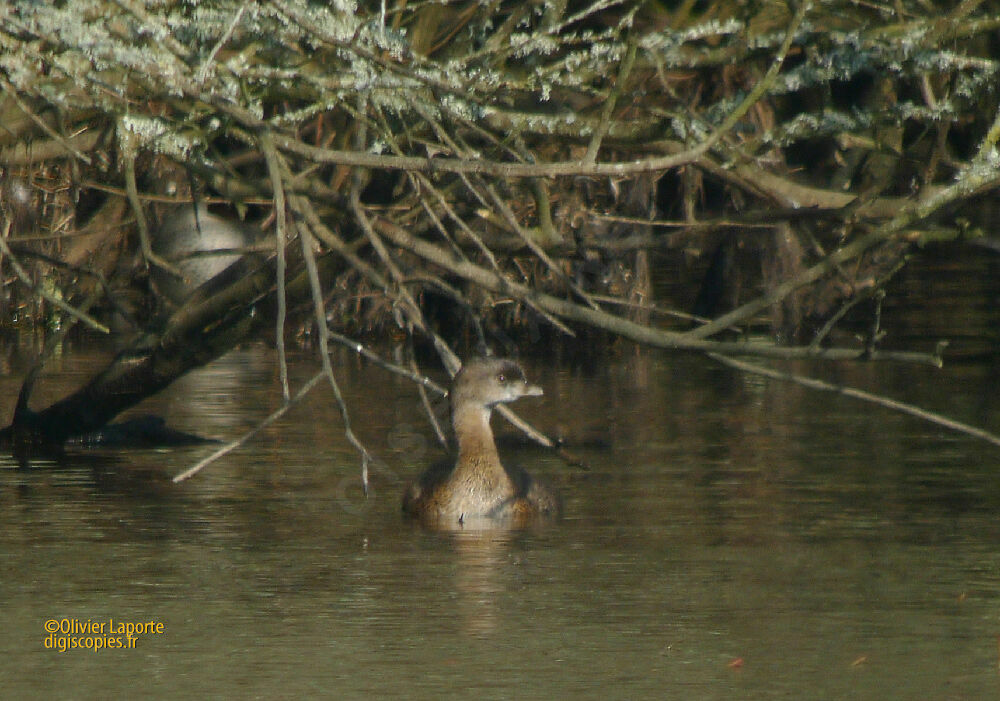 Pied-billed Grebe