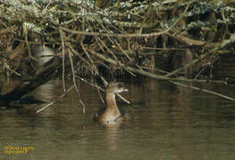 Pied-billed Grebe