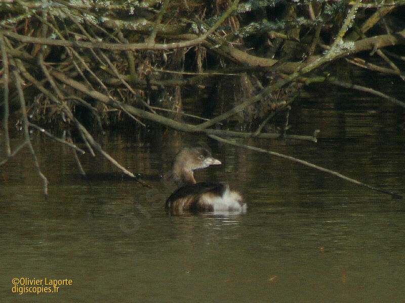 Pied-billed Grebe