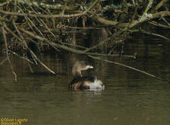 Pied-billed Grebe