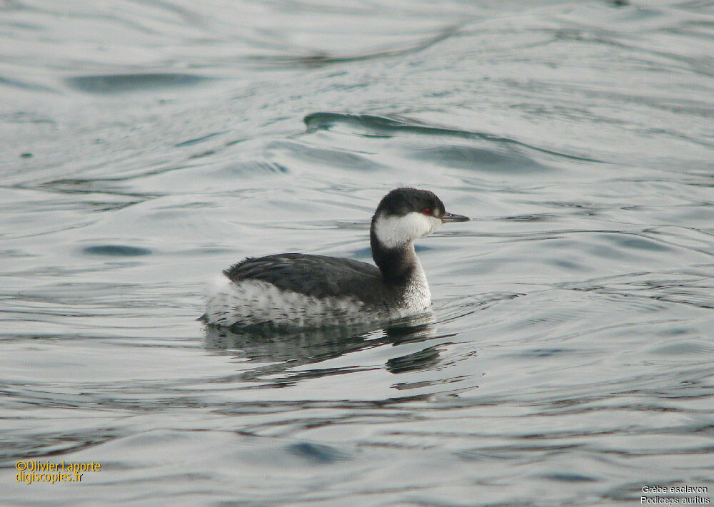 Horned Grebe