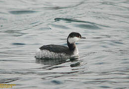 Horned Grebe