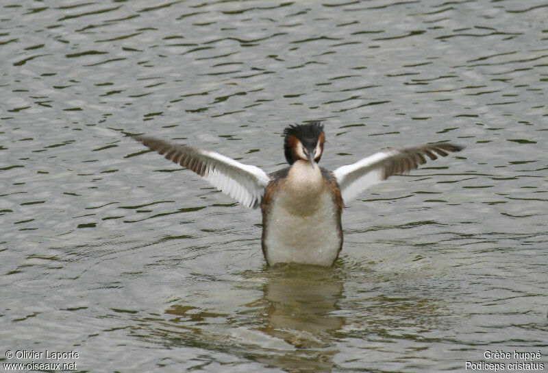 Great Crested Grebe