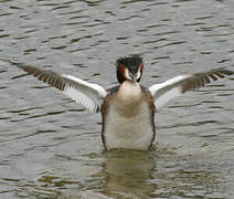 Great Crested Grebe