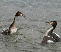 Great Crested Grebe