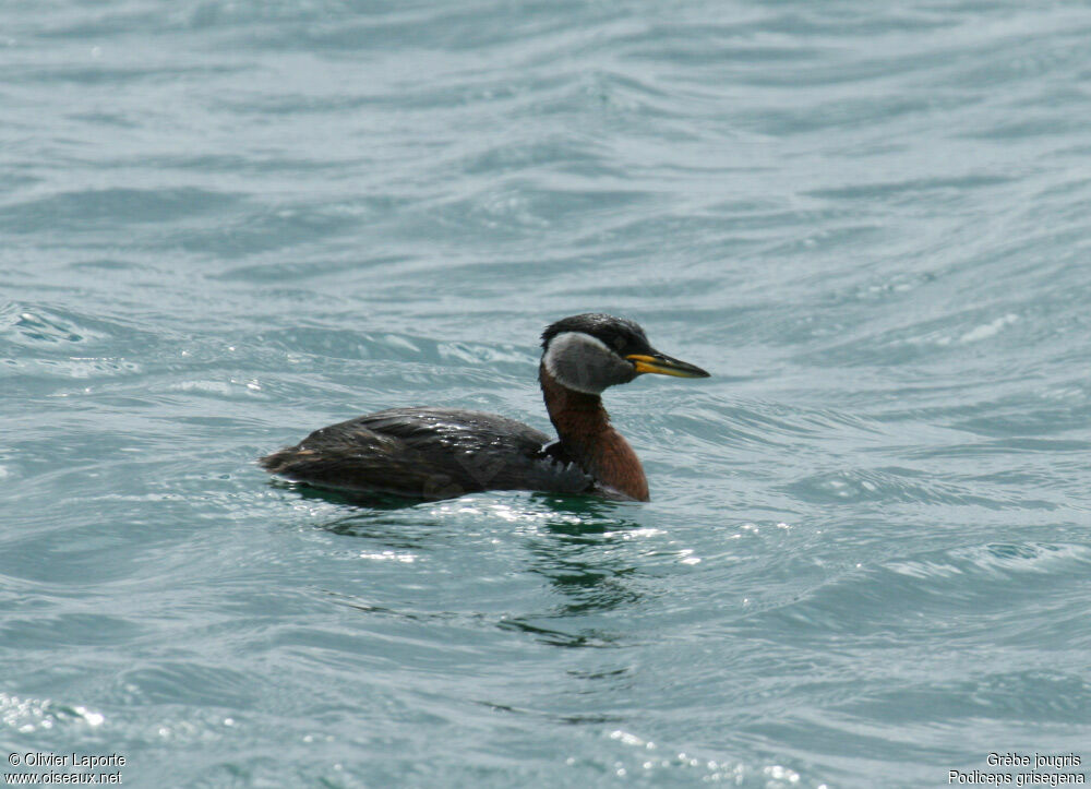 Grèbe jougris mâle, identification