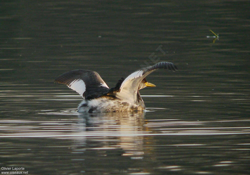 Red-necked Grebe, pigmentation