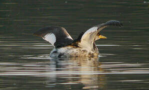 Red-necked Grebe