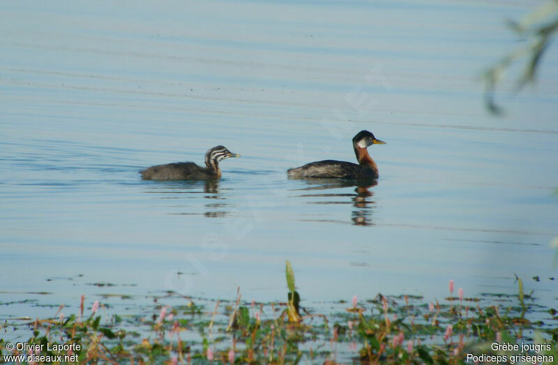 Red-necked Grebe, Reproduction-nesting