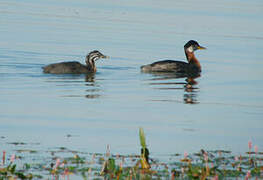 Red-necked Grebe