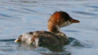 Titicaca Grebe