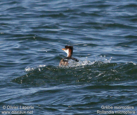 Titicaca Grebe