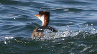 Titicaca Grebe