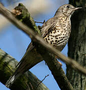 Mistle Thrush