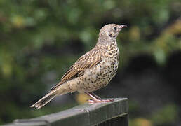 Mistle Thrush