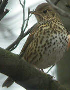 Song Thrush