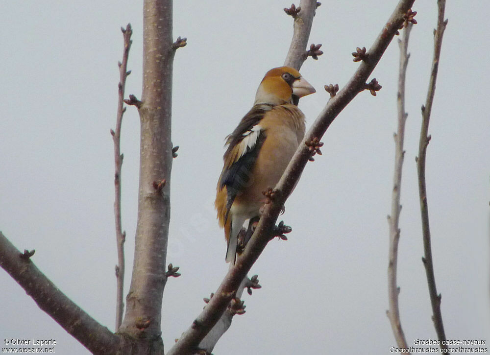 Grosbec casse-noyaux, identification