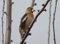 Hawfinch