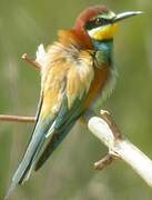 European Bee-eater