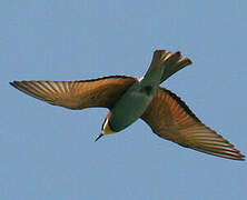 European Bee-eater