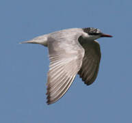 Whiskered Tern