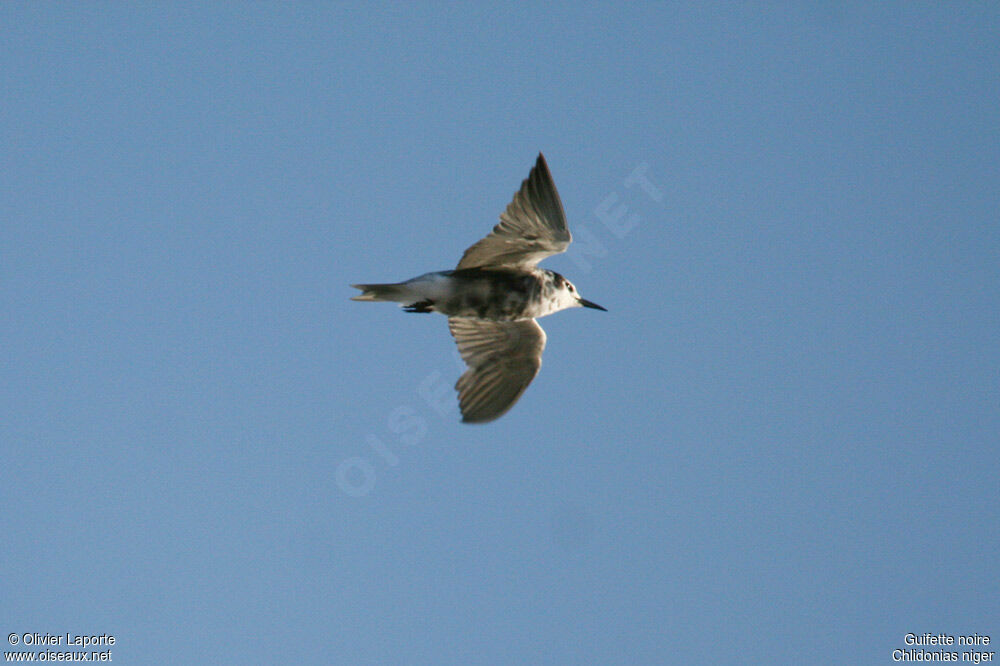 Black Tern, Flight