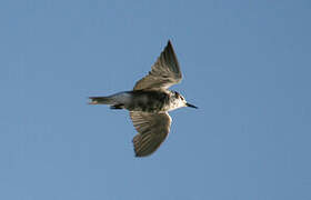 Black Tern