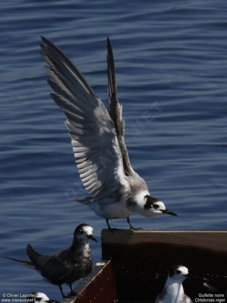 Black Tern