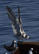 Black Tern