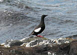 Guillemot à miroir