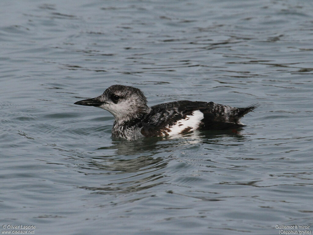 Black GuillemotFirst year