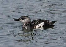 Guillemot à miroir