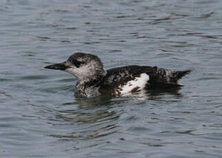 Guillemot à miroir