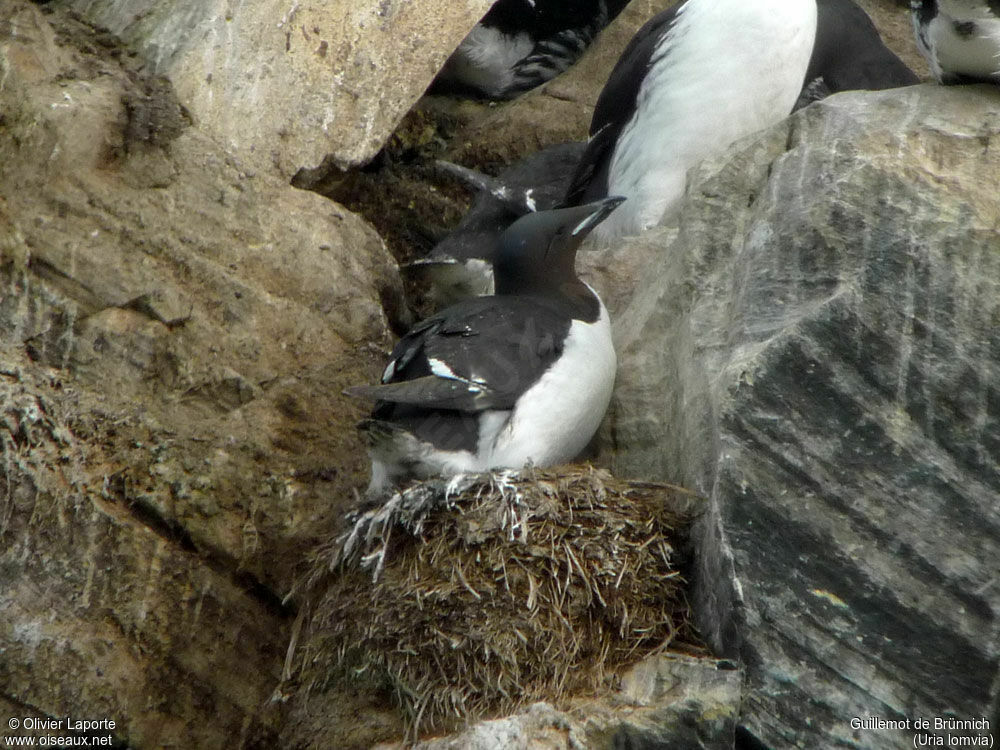 Guillemot de Brünnich