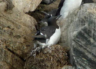 Guillemot de Brünnich