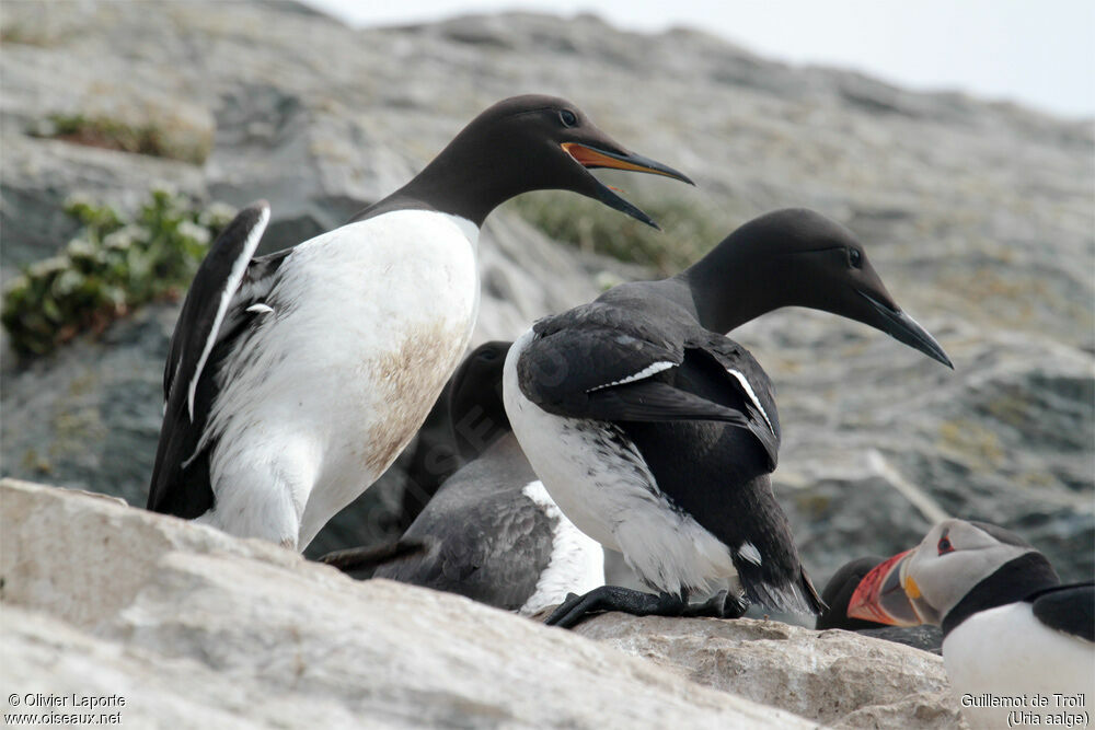 Guillemot de Troïl