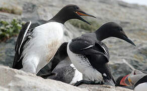 Common Murre