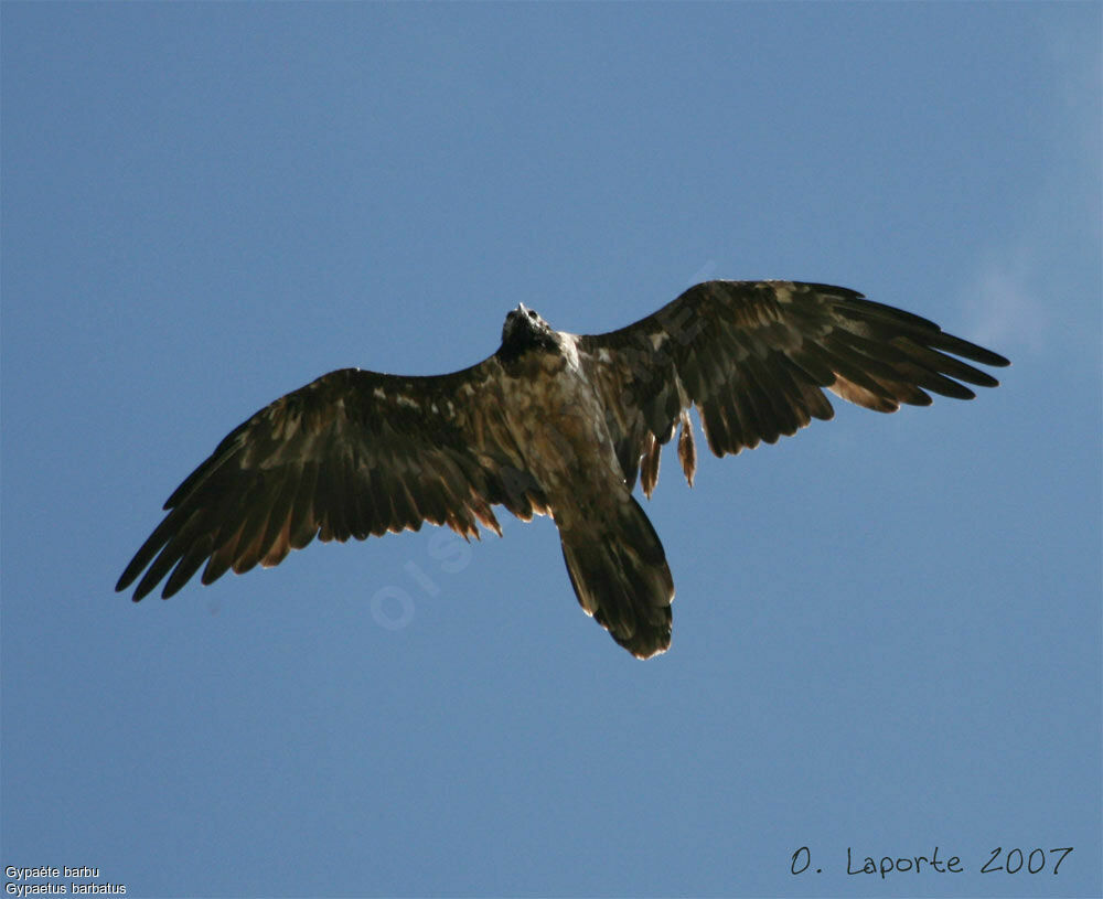 Bearded Vultureimmature