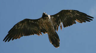 Bearded Vulture