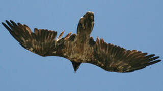 Bearded Vulture