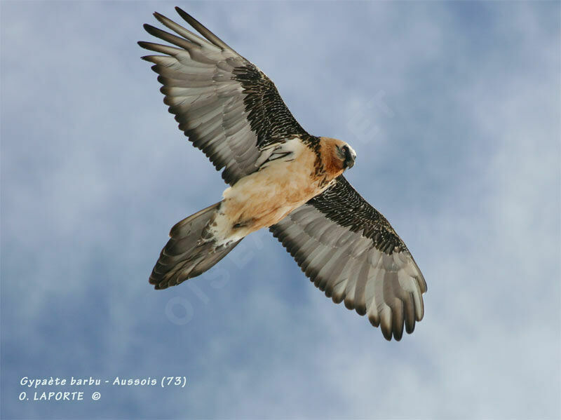 Bearded Vulture