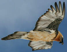 Bearded Vulture