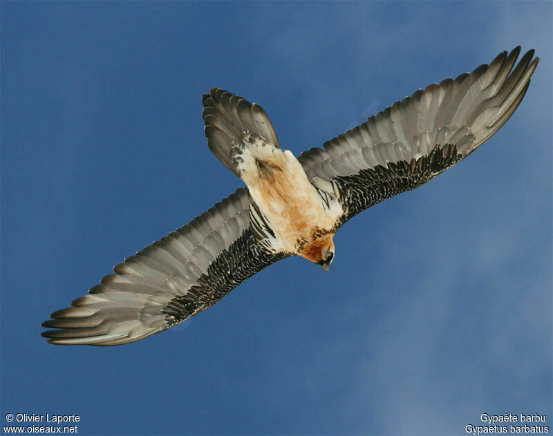 Bearded Vulture