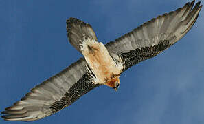 Bearded Vulture