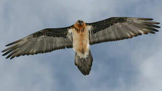 Bearded Vulture